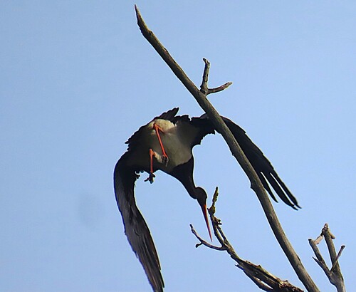 Black Stork