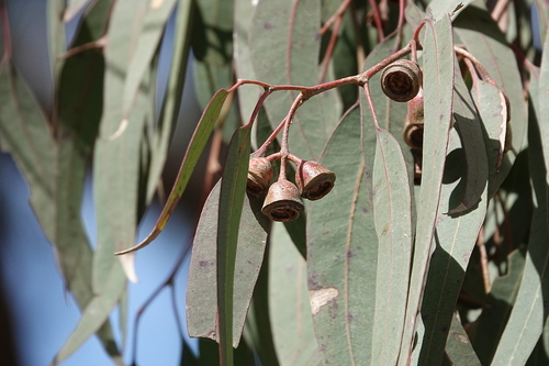 Eucalyptus longifolia