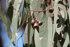 Eucalyptus longifolia