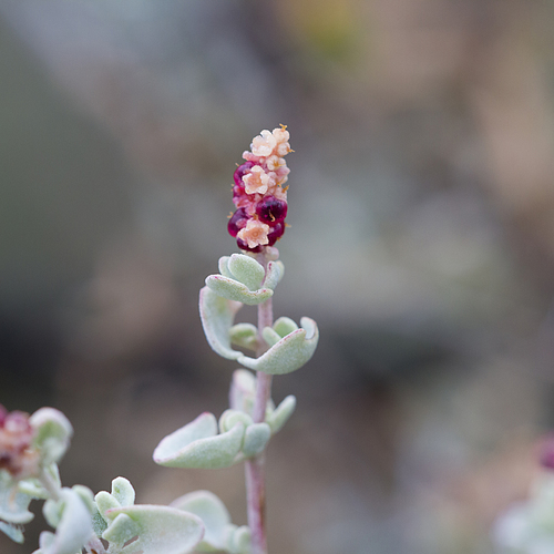 Chenopodium spinescens
