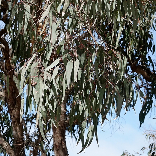 Eucalyptus longifolia, photograph 1