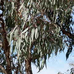 Eucalyptus longifolia, photograph (c) Max Campbell, some rights reserved (CC BY)