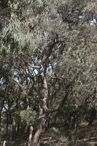 Eucalyptus longifolia, photograph 2