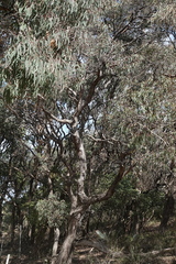 Eucalyptus longifolia, photograph (c) Max Campbell, some rights reserved (CC BY)