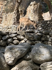 Capra hircus cretica