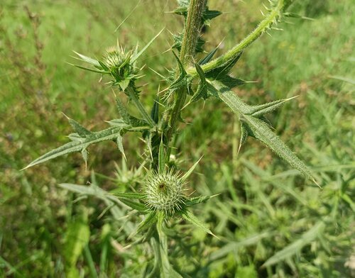 Bull Thistle