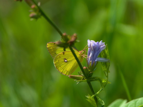 Pale Clouded Yellow