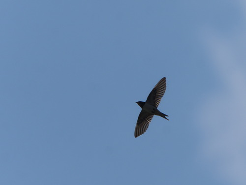 Barn Swallow