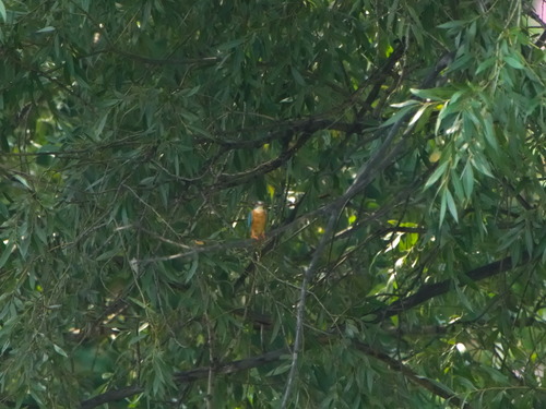Common Kingfisher