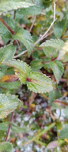 Bartsia alpina observed 2026-09-09