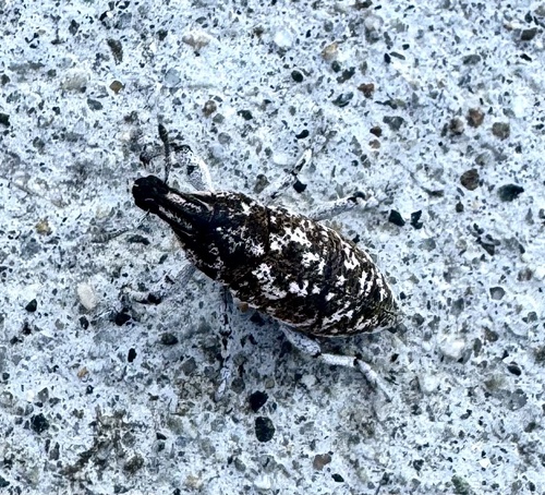 Knapweed Root Weevil