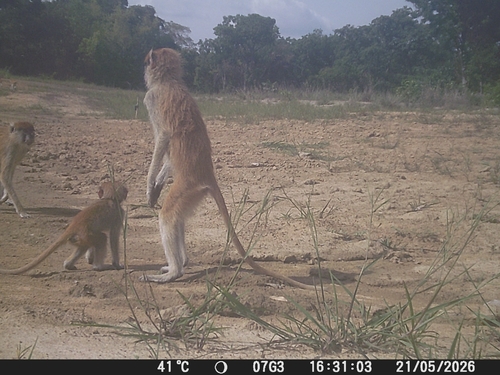 Patas Monkey