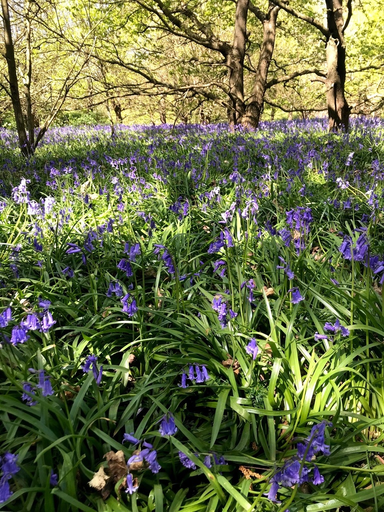 Carpet of bluebells in a UK woodland