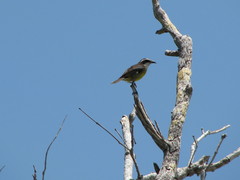 Coereba flaveola caboti