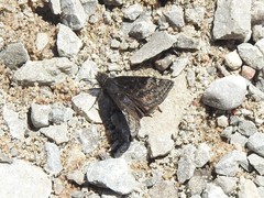 Erynnis lucilius