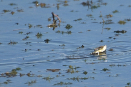 Tessellated Water Snake