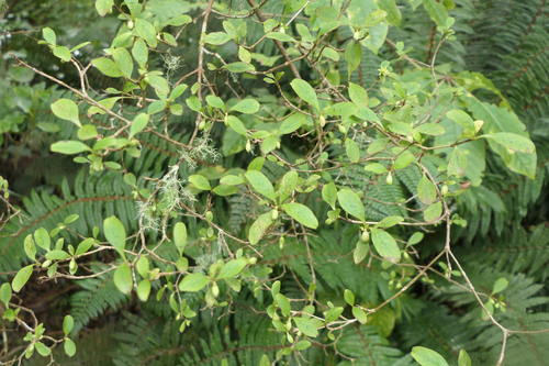 Coprosma foetidissima