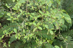 Coprosma foetidissima