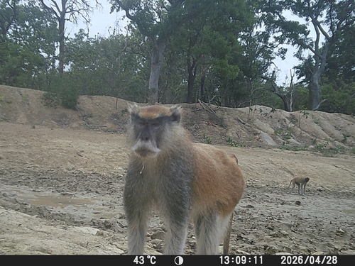 Western Patas Monkey
