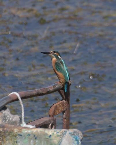 Common Kingfisher