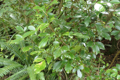 Raukaua simplex