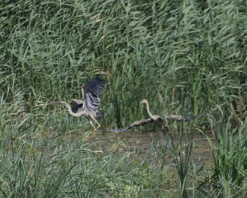 Purple Heron