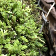 Fissidens dubius