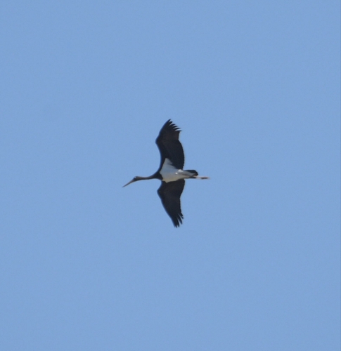 Black Stork
