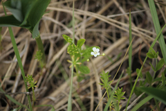 Moehringia lateriflora