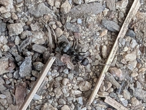 iNaturalist observation photo of fusca-group Field Ants and Allies