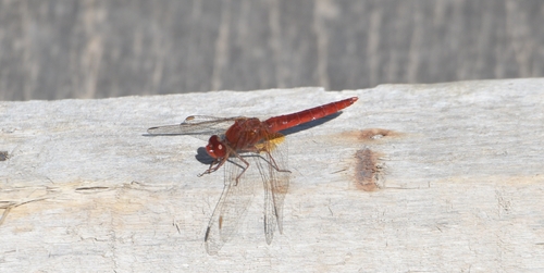 Broad Scarlet