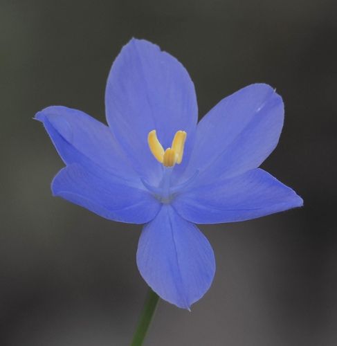 Orthrosanthus laxus, photograph 2