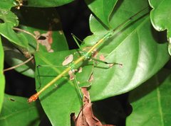 Phraortes stomphax