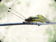 Libelloides coccajus