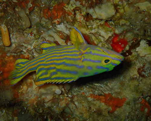 Cephalopholis polleni observed 2026-09-10