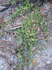 Goodenia rotundifolia, photograph (c) Rolf Lawrenz, some rights reserved (CC BY)