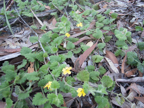 Goodenia rotundifolia, photograph 3