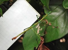 Phraortes stomphax