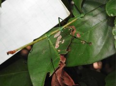 Phraortes stomphax
