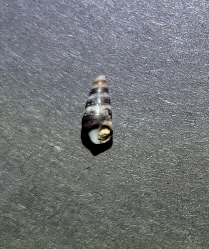 Cerithiidae observed 2026-09-10