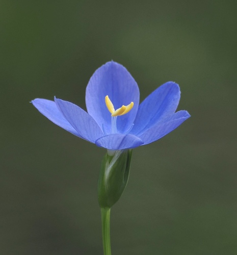 Orthrosanthus laxus, photograph 3