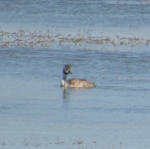 Great Crested Grebe