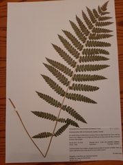 Osmundastrum cinnamomeum