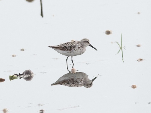 Broad-billed Sandpiper