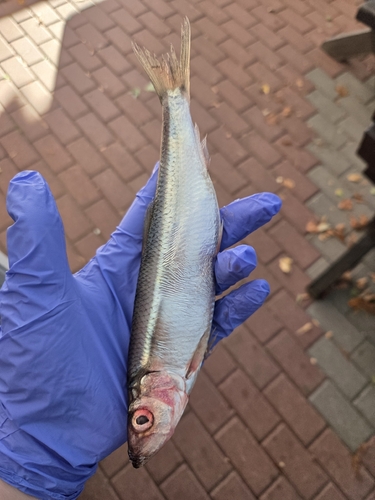 Atlantic Herring