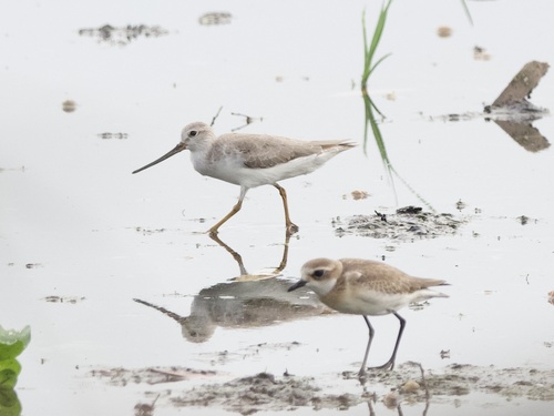 Terek Sandpiper