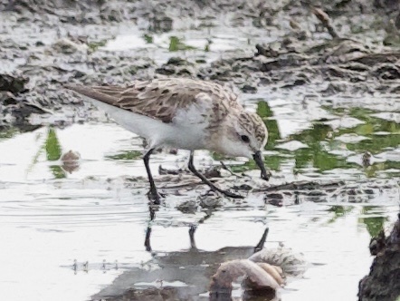 Red-necked Stint