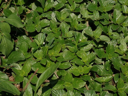 Spermacoce latifolia, photograph 2