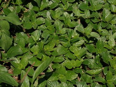 Spermacoce latifolia, photograph (c) chiuluan, some rights reserved (CC BY)