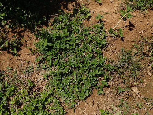 Spermacoce latifolia